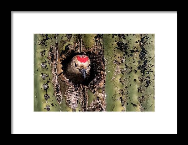 Gila Woodpecker Framed Print featuring the photograph Gila Woodpecker 6962-031923-3 by Tam Ryan