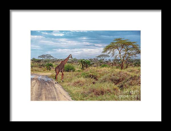 Africa Framed Print featuring the photograph Giraffe in Serengeti Plains by Lev Kaytsner