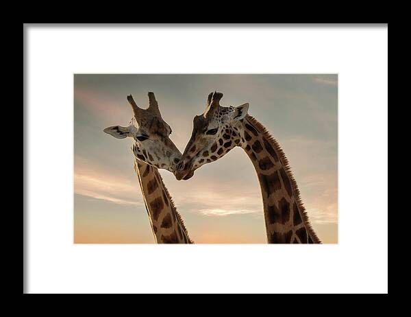 Giraffe Framed Print featuring the digital art Giraffe love by Marjolein Van Middelkoop