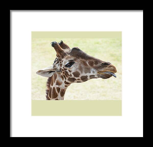 Giraffe Framed Print featuring the photograph Giraffe with tongue by Christy Garavetto