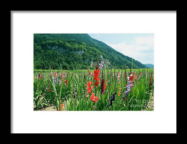 Purple Framed Print featuring the photograph Gladiolus Fields by Paolo Signorini