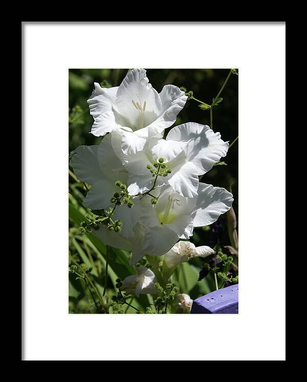  Framed Print featuring the photograph Gladiolus by Heather E Harman