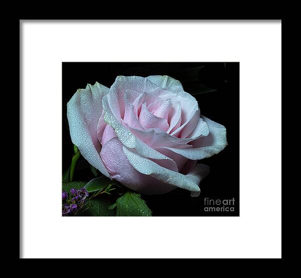 Rose Framed Print featuring the photograph Glimmerant by Doug Norkum