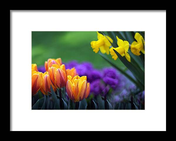 Tulips Framed Print featuring the photograph Glorious Garden by Jessica Jenney