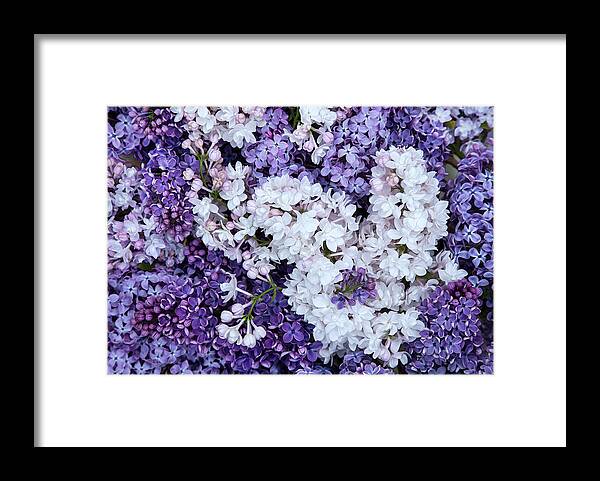Face Mask Framed Print featuring the photograph Glorious Lilacs by Theresa Tahara
