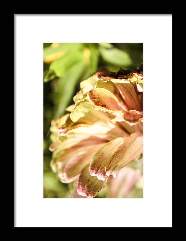 Zinnia Elegans Framed Print featuring the photograph Glowing Petals by W Craig Photography