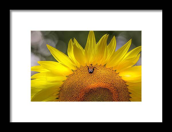 Flower Framed Print featuring the photograph Glowing Sunflower by Susan Rydberg