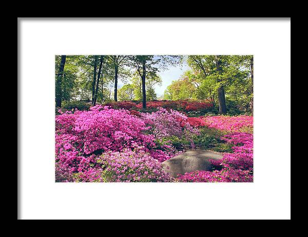 Azalea Framed Print featuring the photograph Woodland Azalea by Jessica Jenney