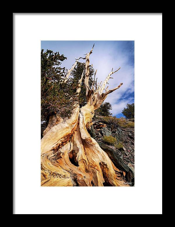 Bristlecone Pine Framed Print featuring the photograph Gnarled and Alive by Ryan Huebel