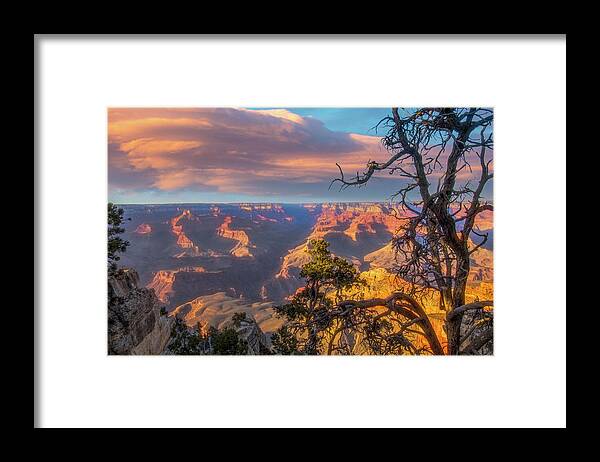 Arizona Framed Print featuring the photograph Gnarled juniper on Canyon Rim by Jeff Folger