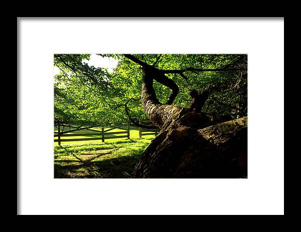 Afternoon Sun Framed Print featuring the photograph Gnarled Tree and Rustic Fence in Golden Hour by Steve Ember