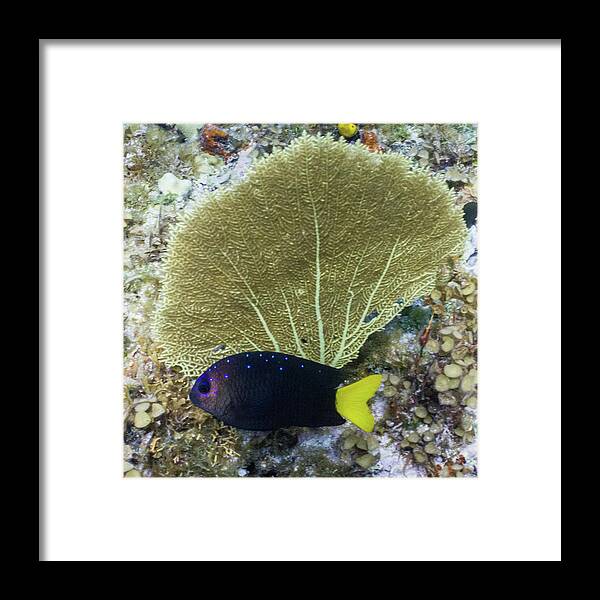 Animals Framed Print featuring the photograph Go Gorgonian by Lynne Browne