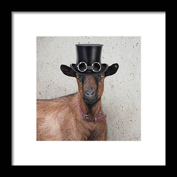 Goat Framed Print featuring the photograph Goat with hat by George Pennington