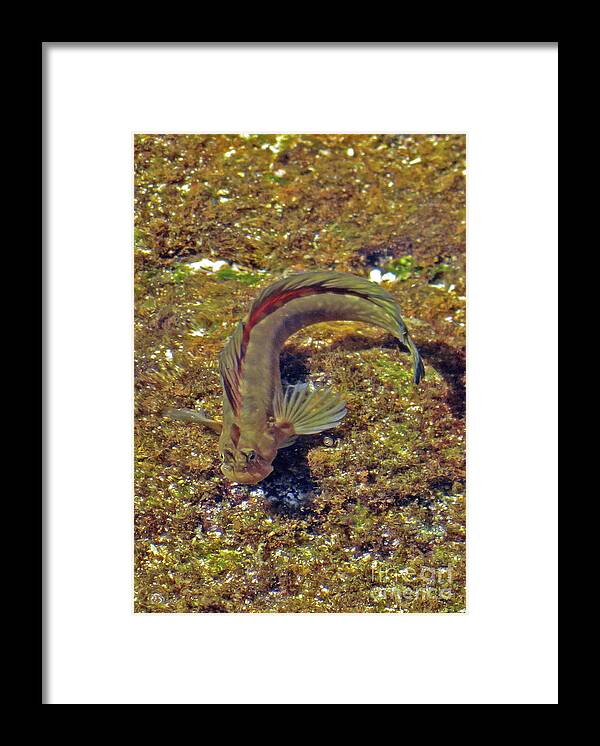 Gobies Framed Print featuring the photograph Goby by Cindy Murphy