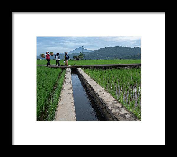 Rice Field Framed Print featuring the photograph Going back home by Anges Van der Logt