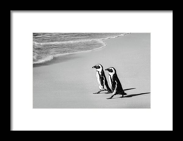 African Penguin Framed Print featuring the photograph Going For A Swim by Elvira Peretsman