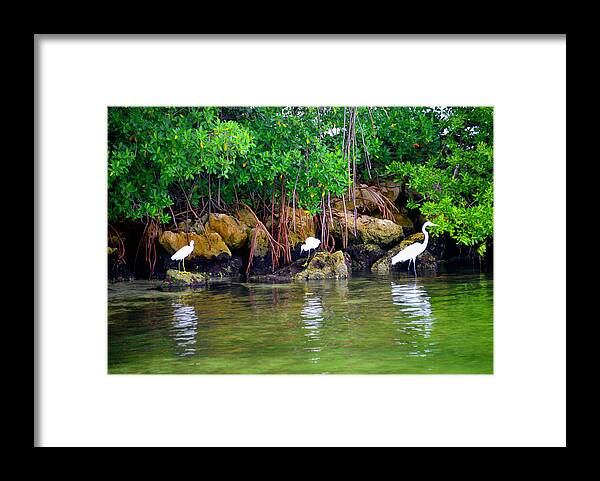 Green Framed Print featuring the photograph Going Green by Alison Belsan Horton