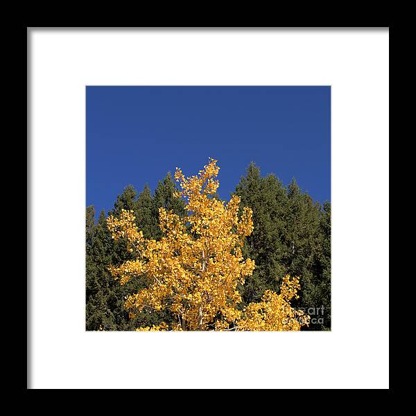 Tree Framed Print featuring the photograph Gold and Green by Kae Cheatham