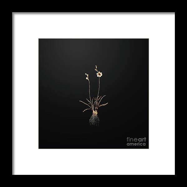 Gold Framed Print featuring the painting Gold Ixia Crispa on Wrought Iron Black n.00164 by Holy Rock Design