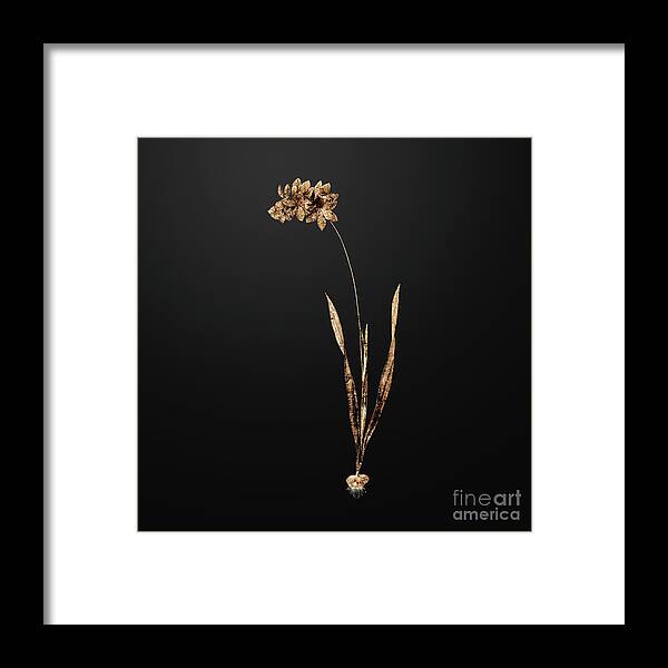Gold Framed Print featuring the painting Gold Ixia Filiformis on Wrought Iron Black n.00192 by Holy Rock Design