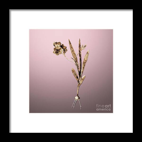 Gold Framed Print featuring the painting Gold Ixia Miniata on Rose Quartz n.01606 by Holy Rock Design