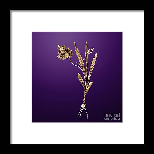 Gold Framed Print featuring the painting Gold Ixia Miniata on Royal Purple n.01020 by Holy Rock Design