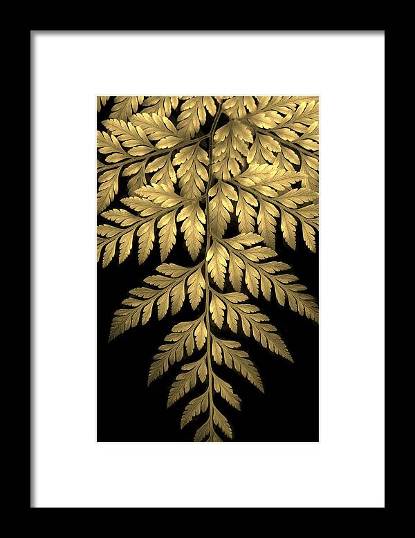 Fern Framed Print featuring the photograph Gold Leaf Fern by Jessica Jenney