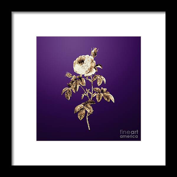 Gold Framed Print featuring the painting Gold Provence Rose Bloom on Royal Purple n.02462 by Holy Rock Design