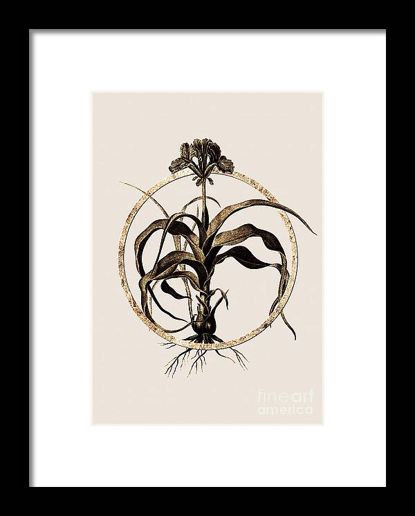 Vintage Framed Print featuring the painting Gold Ring Iris Scorpiodes Botanical Illustration Black and Gold by Holy Rock Design