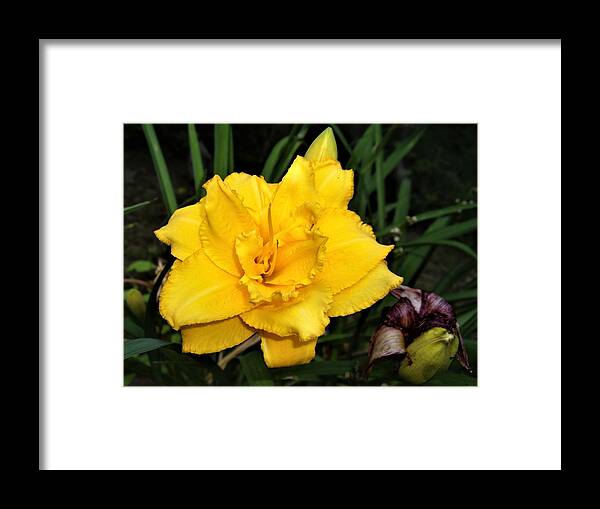 Flower Framed Print featuring the photograph Gold Ruffled Day Lily by Nancy Ayanna Wyatt