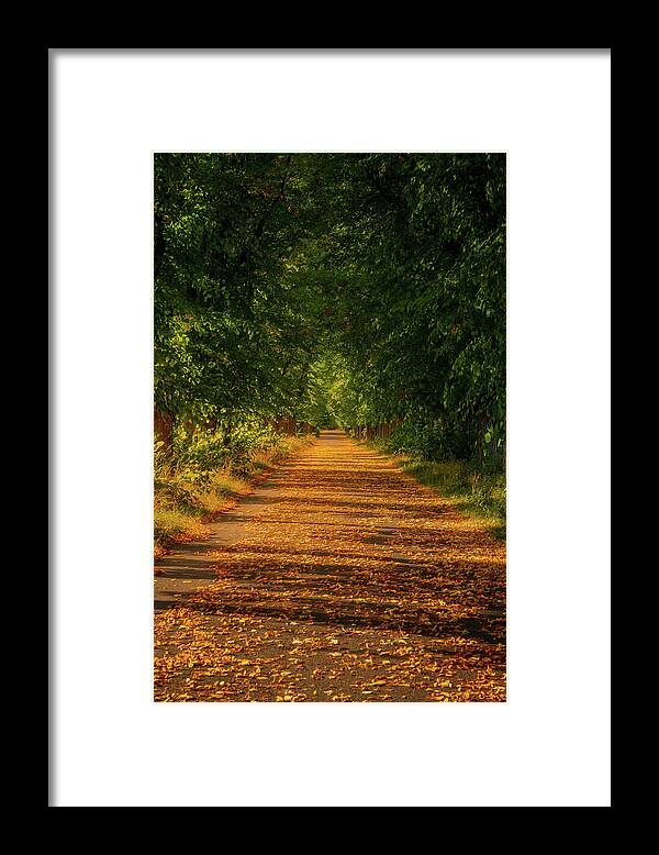 Autumn Framed Print featuring the photograph Golden Alley In Sunset As The Season Shifts by Nicklas Gustafsson