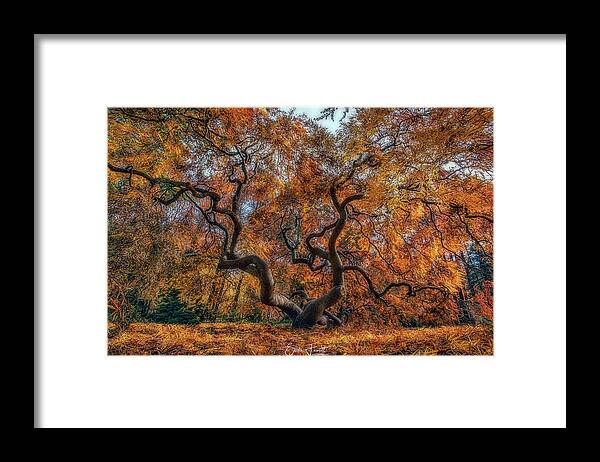 Autumn Framed Print featuring the photograph Golden Autumn by Erika Fawcett