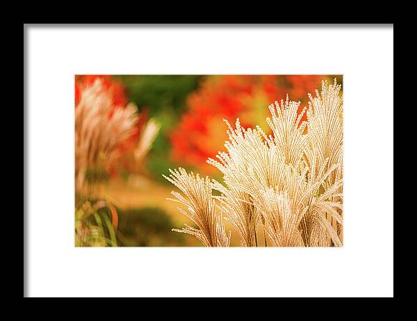New Hampshire Framed Print featuring the photograph Golden Autumn Grass by Jeff Sinon