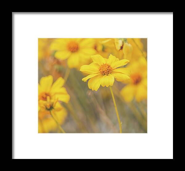 Spring Framed Print featuring the photograph Golden Brittlebush by Teresa Wilson