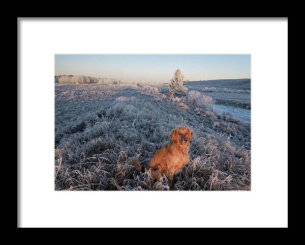 Golden Retriever Framed Print featuring the photograph Golden Dog On A Frosty Dawn by Phil And Karen Rispin
