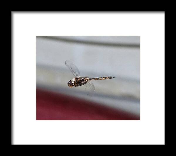 Nature Framed Print featuring the photograph Golden Dragonfly Flying Up Close by Russel Considine