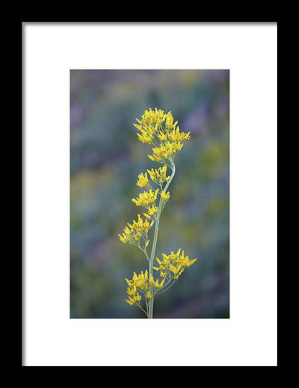 Flowers Framed Print featuring the photograph Golden Eardrops by Alexander Kunz