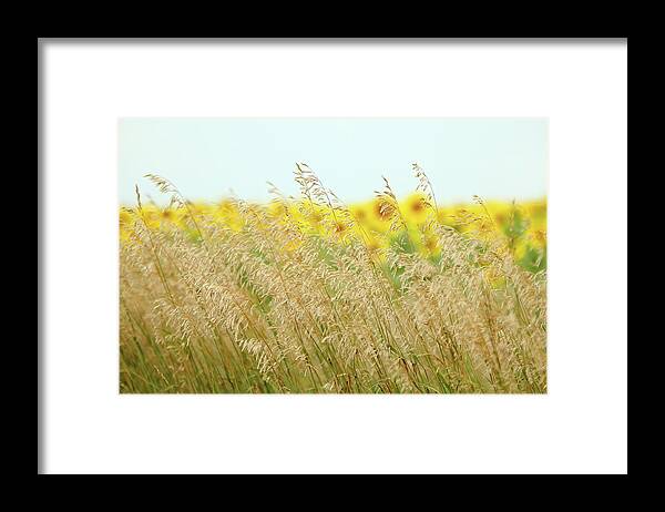 Sunflower Framed Print featuring the photograph Golden Horizon by Lens Art Photography By Larry Trager