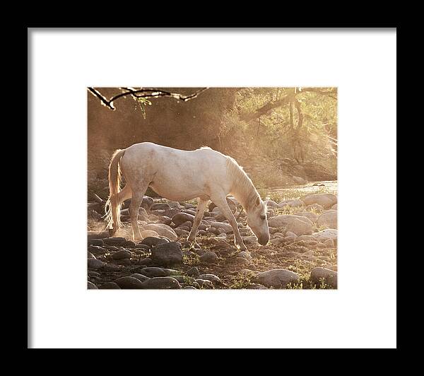 Horse Framed Print featuring the photograph Golden Hour by Carmen Kern