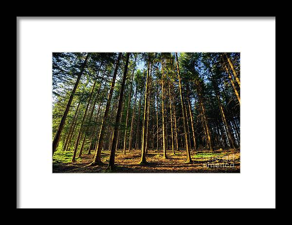 Golden Framed Print featuring the photograph Golden Hour In The Woods by Eva Lechner