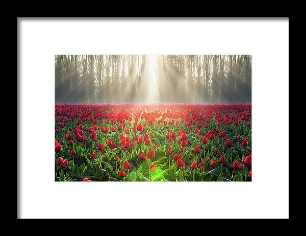 Tulips Framed Print featuring the photograph Golden Hour Tulips by Michael Rauwolf
