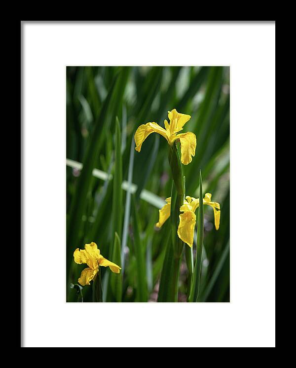 Photograph Framed Print featuring the photograph Golden Iris Garden by Suzanne Gaff