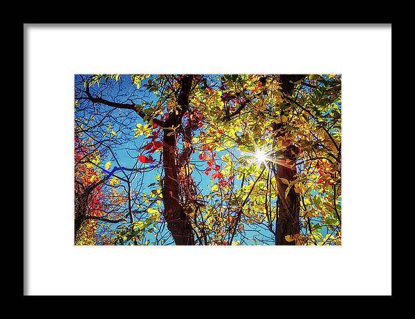 Star Framed Print featuring the photograph Golden leaves and sunburst by Tatiana Travelways