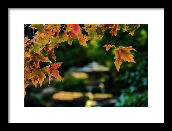 Red Maple Leaf Framed Print featuring the photograph Golden Maple by Johnny Boyd