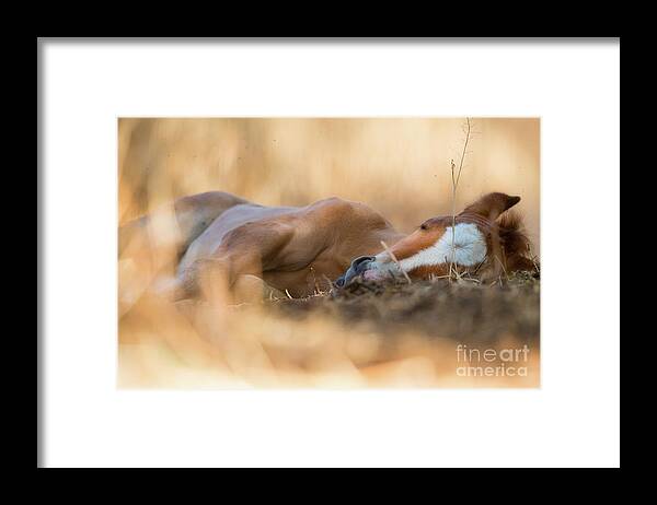 Cute Foal Framed Print featuring the photograph Golden Nap by Shannon Hastings