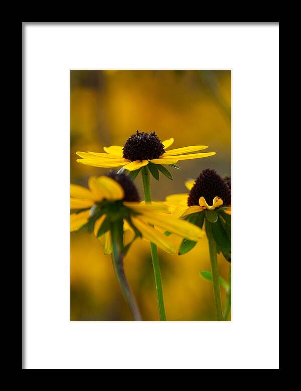 Fall Framed Print featuring the photograph Golden Petals by Linda Bonaccorsi