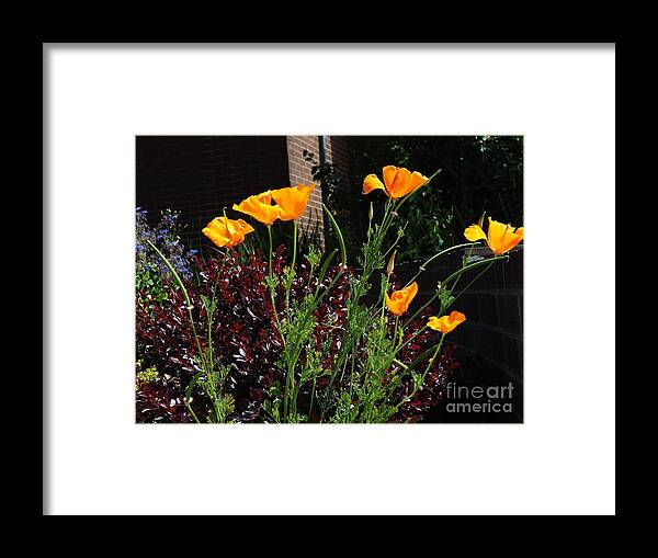 Botanical Framed Print featuring the photograph Golden Poppy Greeters by Richard Thomas