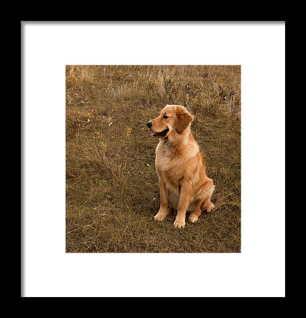 Dog Framed Print featuring the photograph Golden Retriever Smiling by Karen Rispin