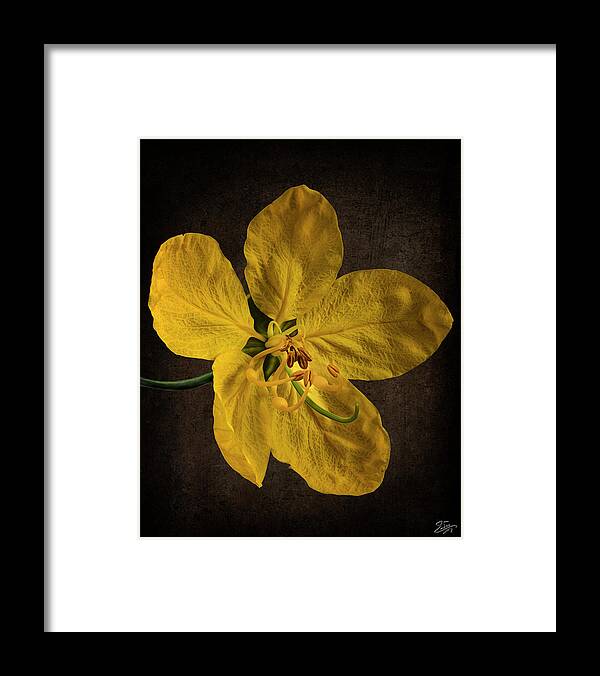 Golden Shower Flower Framed Print featuring the photograph Golden Shower Flower by Endre Balogh