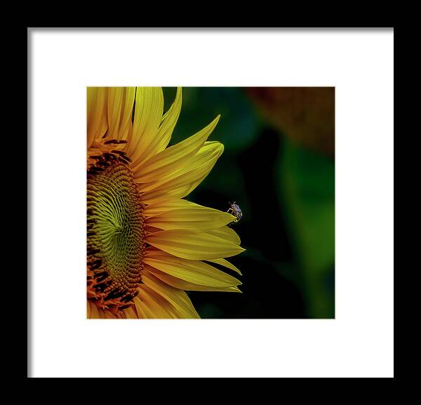 Sunflower Framed Print featuring the photograph Golden Slumber by Regina Muscarella